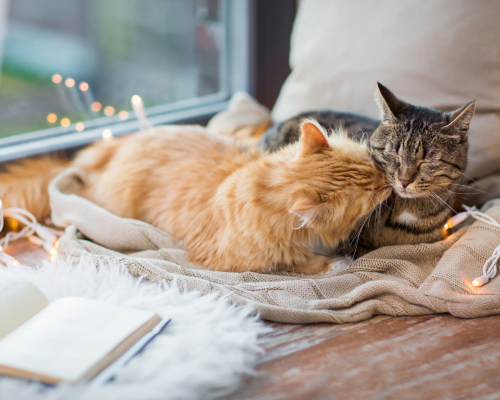 A Tail of Two Kitties: How to Introduce Cats to Each Other