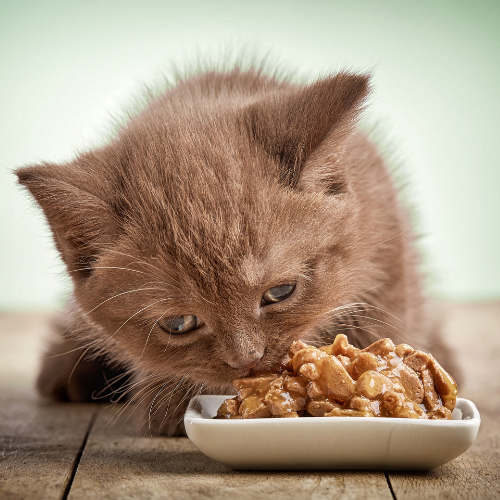 Do Cats Need Wet Food? The Answer May Surprise You!