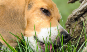 Why Do Dogs Eat Grass? Shedding Light on this Peculiar Pastime