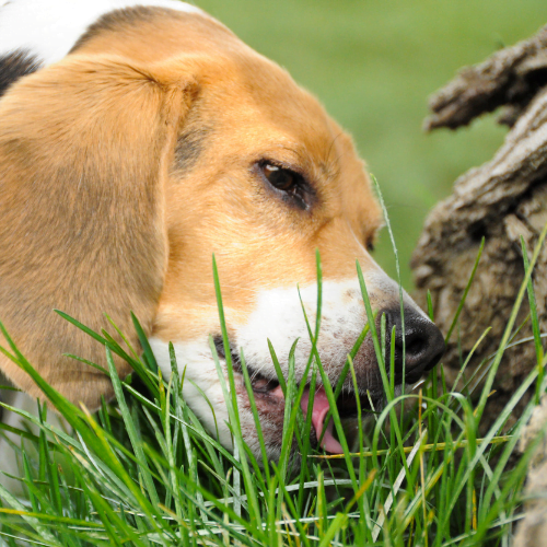 Why Do Dogs Eat Grass? Shedding Light on this Peculiar Pastime