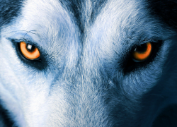 Top Ten Dog Breeds that are Closest to Wolves