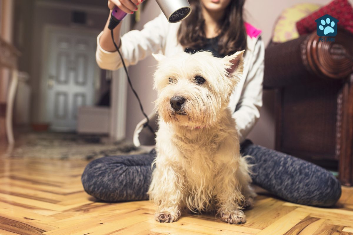 woman blow drying her dog at home
