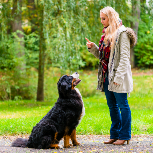 How Dogs Learn: The Basics of Operant Conditioning