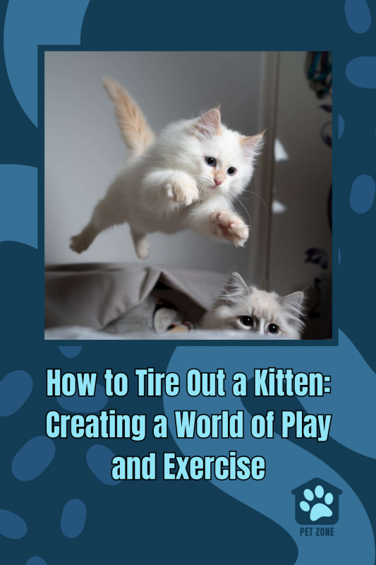 How to Tire Out a Kitten: Creating a World of Play and Exercise