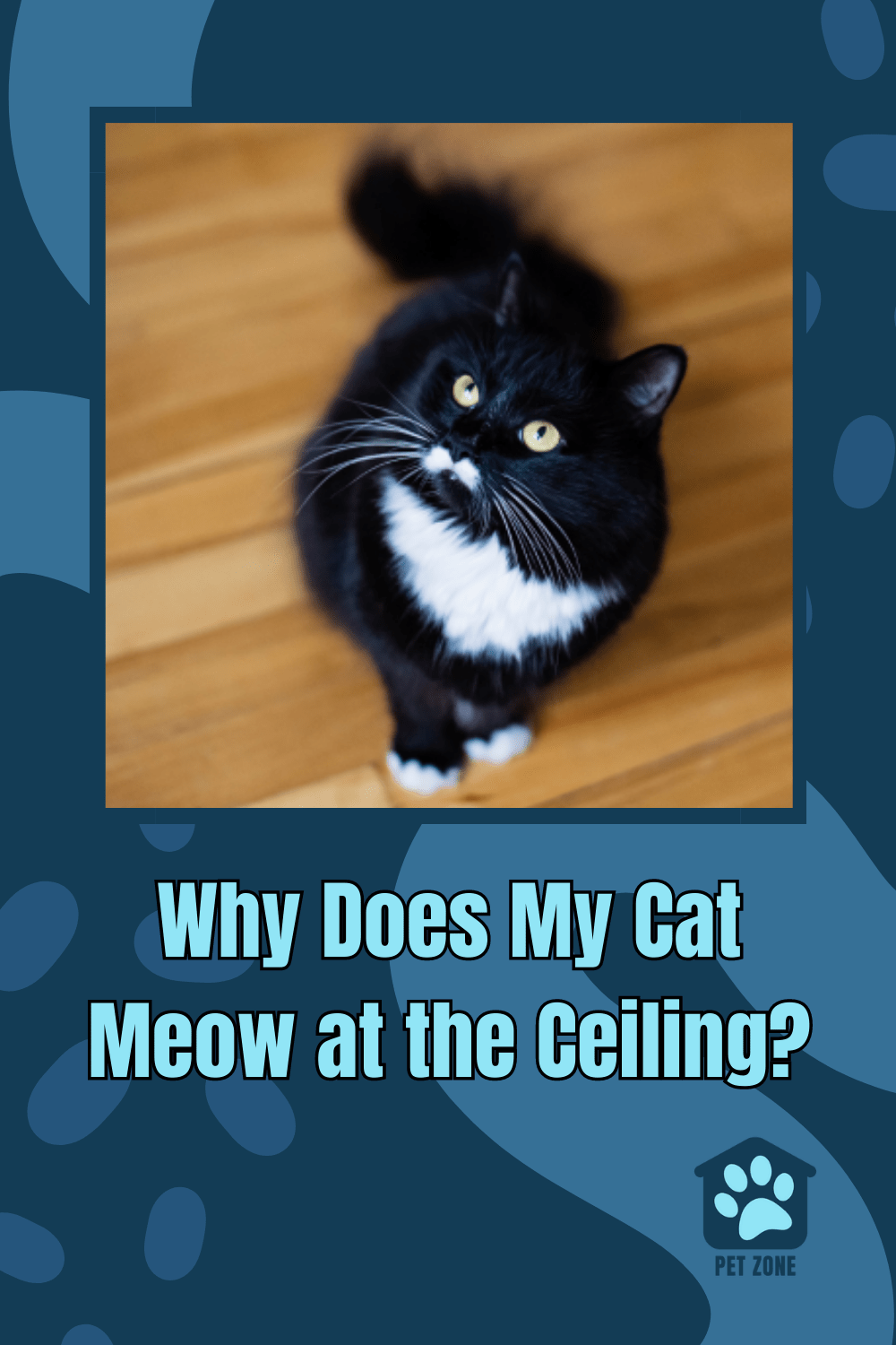 Why Does My Cat Meow at the Ceiling?
