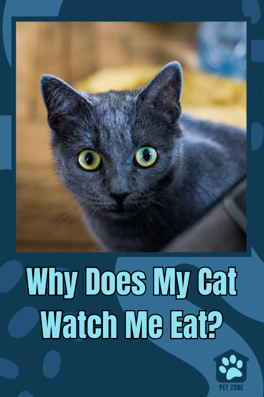 Why Does My Cat Watch Me Eat?