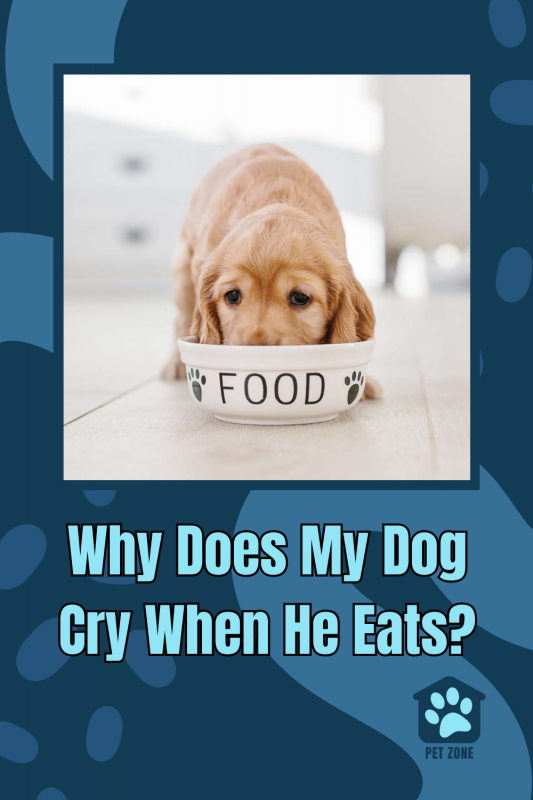 Why Does My Dog Cry When He Eats?