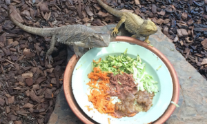 Can Bearded Dragons Eat Cat Food? Here’s What You Need to Know
