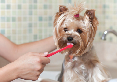 brushing small dogs teeth in bathtub