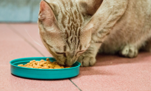 What is the Difference Between Indoor and Outdoor Cat Food?