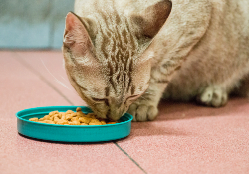 What is the Difference Between Indoor and Outdoor Cat Food?