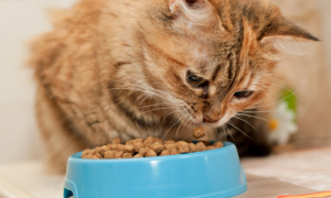 How To Soften Dry Cat Food?