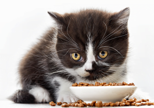 black and white kitten eating dry food that has been moistened