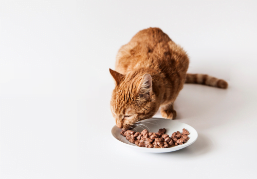 cat eating from bowl of wet cat food