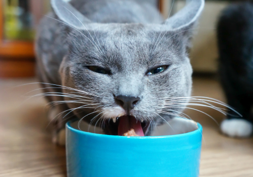 cat licking wet food from a blue bowl