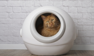 Different Types of Self-Cleaning Litter Boxes: Pros and Cons