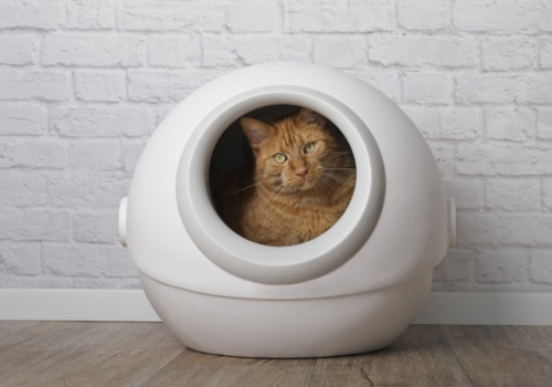 Different Types of Self-Cleaning Litter Boxes: Pros and Cons