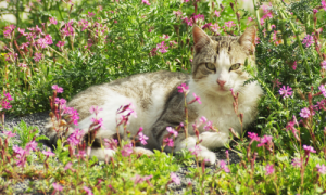 Will Cat Pee Kill Plants? Unveiling the Truth About Feline Urine and Your Garden