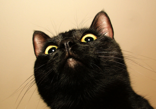closeup of black cat looking up