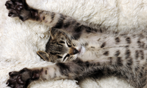 10 Reasons Why Cats Stretch When They See You