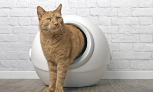 Do Self-Cleaning Litter Boxes Really Work?