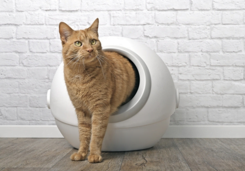 Do Self-Cleaning Litter Boxes Really Work?
