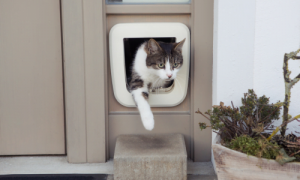 How to Teach a Cat to Use a Cat Door