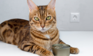 What are Cat Food Cans Made Of?