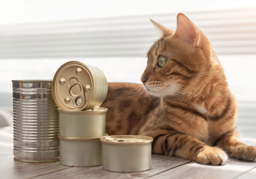 cat sitting with several cans of cat food
