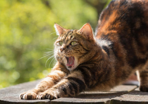 cat outside yawning and stretching