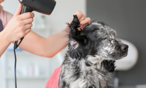 How to Get Wax out of Dog Hair