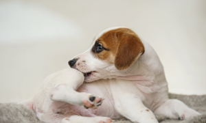 What to Do When Your Dog is Itchy After Grooming