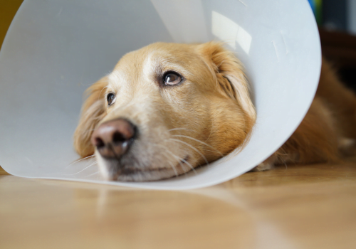dog laying down with dog cone around neck