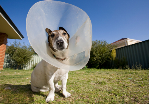 How to Put on a Dog Cone