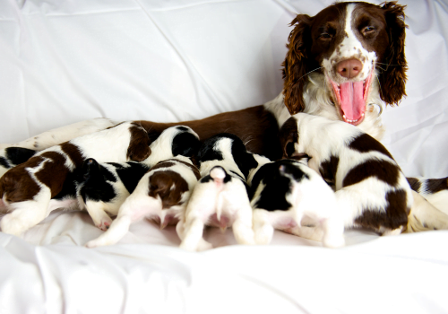 When Will a Female Dog Come Back in Heat After Having Puppies?