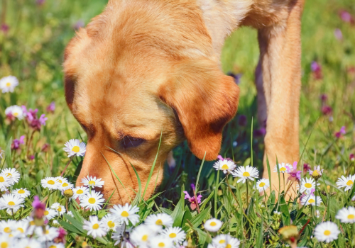 How Long Can a Dog Remember a Scent?