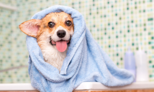 How to Dry Your Dog After a Bath