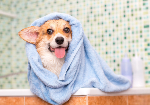 How to Dry Your Dog After a Bath