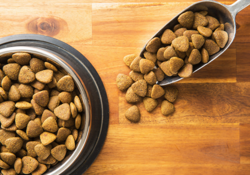 Can Adding Water to Dry Dog Food Cause Diarrhea?