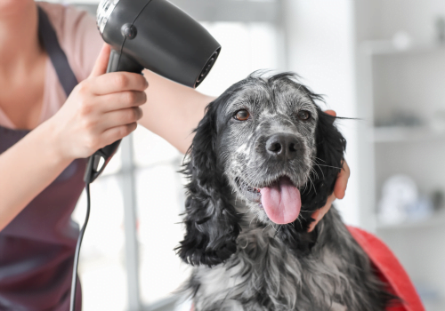 drying dog with a blow dryer
