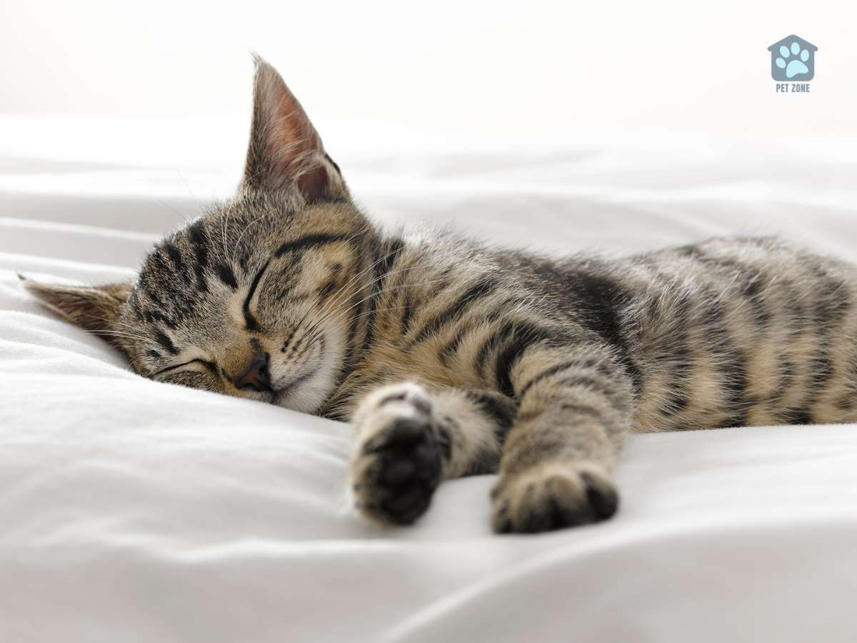 kitten asleep on sheets