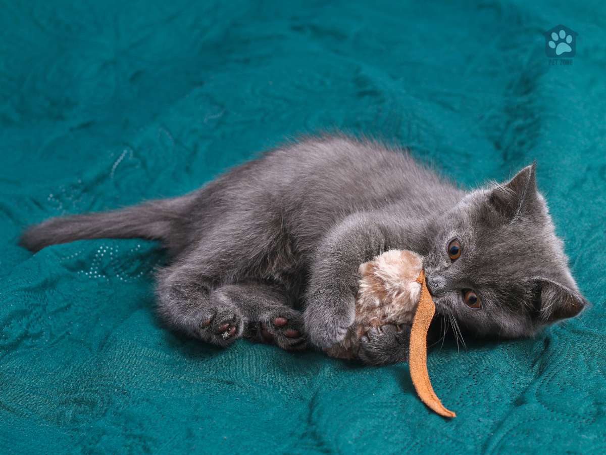 kitten biting toy mouse