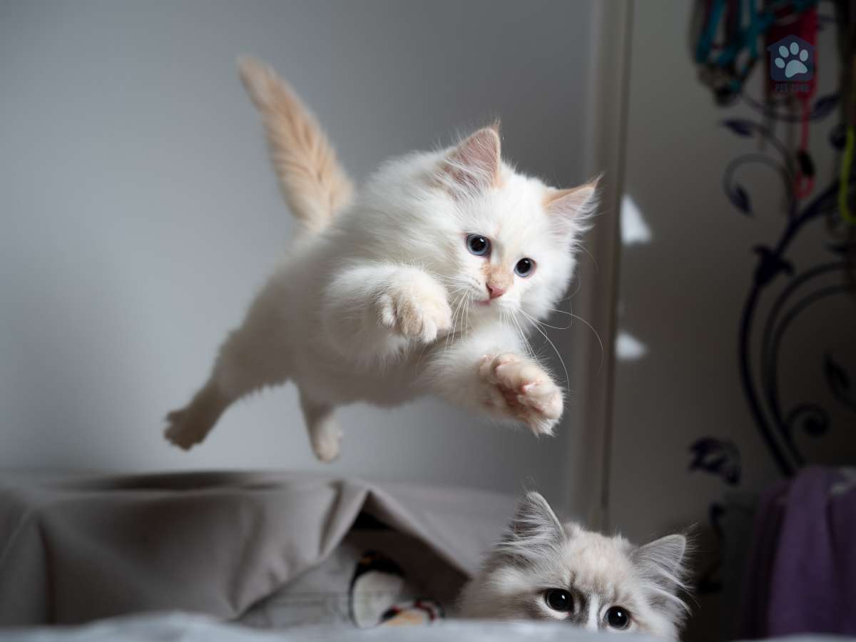 kitten jumping over another