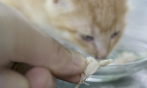 Can I Feed My Cat Chicken Everyday? What You Need to Know