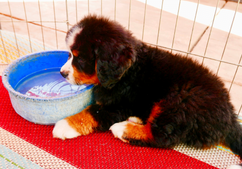 puppy drinking from water bowl