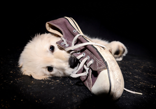 puppy chewing on sneaker shoe