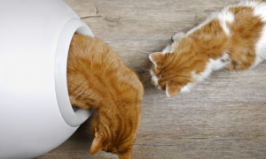 Inside the Innovation: How Do Self-Cleaning Litter Boxes Really Work?