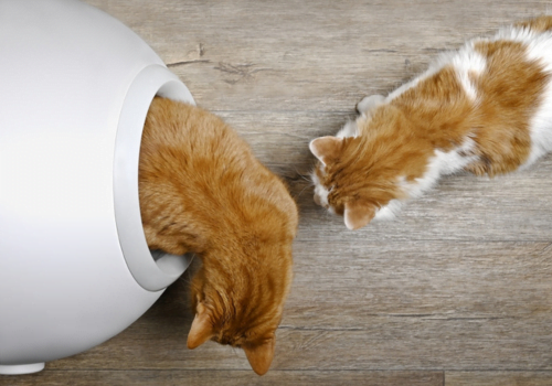 Inside the Innovation: How Do Self-Cleaning Litter Boxes Really Work?