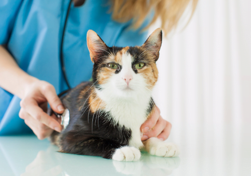 What is the Normal Heart Rate for a Cat? How to Check Your Cat’s Vital Signs
