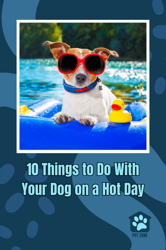 10 Things to Do With Your Dog on a Hot Day
